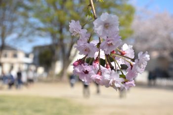 桜の美麗写真