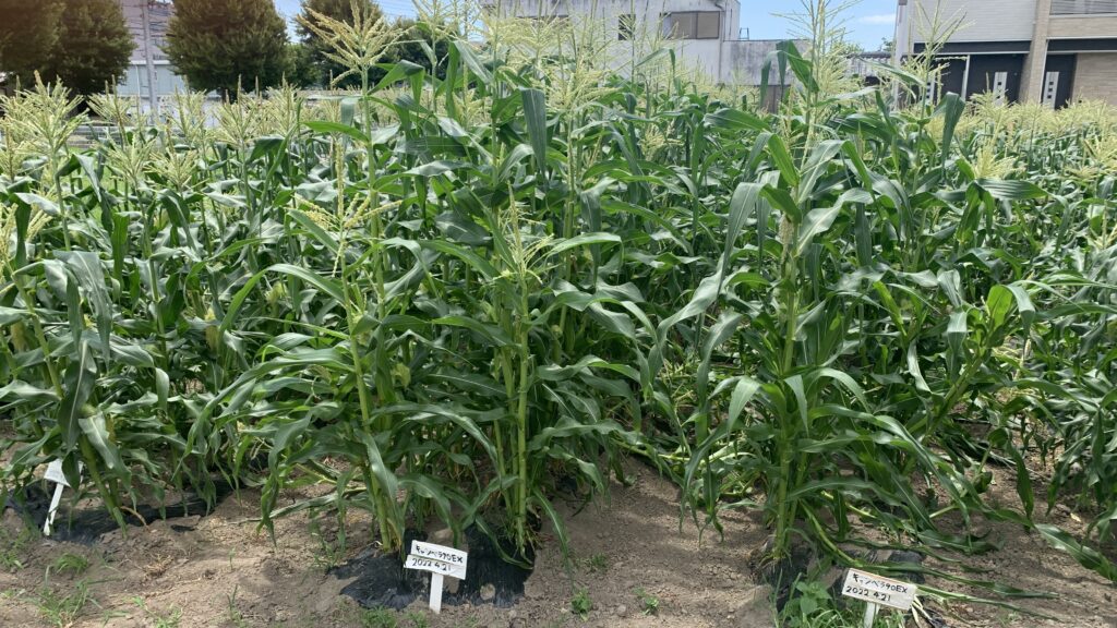 農業実習トウモロコシ