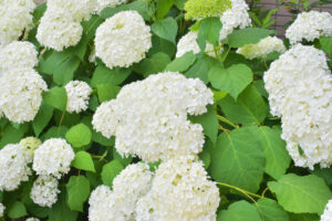 アジサイ アナベル