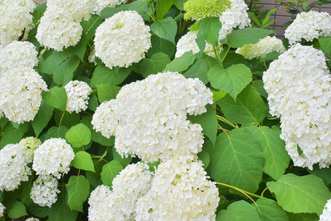 アジサイ　アナベル