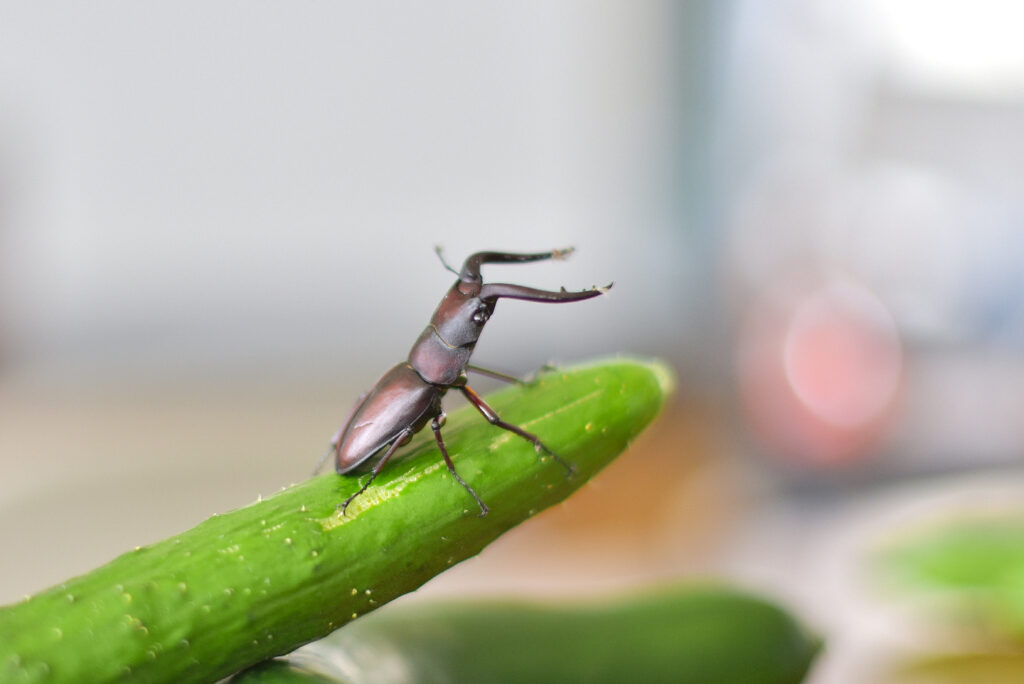 キュウリに乗ったクワガタ