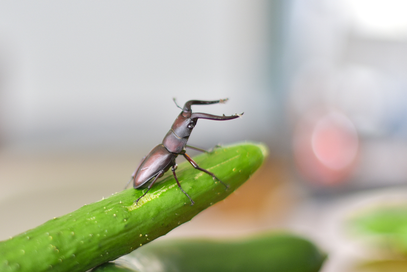 キュウリに乗ったクワガタ