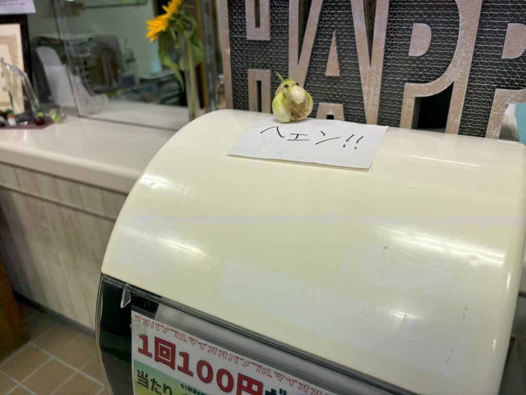 カプセルトイ　キュウリ　両性花