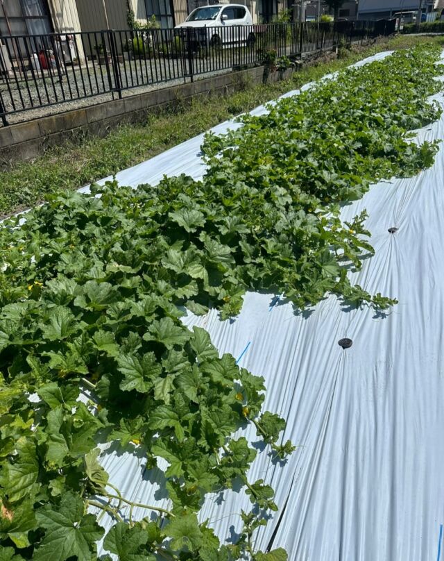 【何を育てているでしょう？】

１枚目の写真を見て何を育てていると思いますか😊？

#サンライズメロン を育てています🍈！

赤肉メロンで、果肉は厚く、淡いオレンジ色。 トロリとろける食感です🥰

少しずつ成長しています😊💗

#中央農業大学校
#群馬県
#前橋市
#専門学校
#学生
#農業
#スマート農業
#農業男子
#農業女子
#サンライズメロン