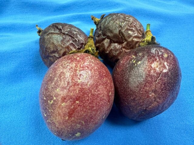 【学校で育てた#パッションフルーツ をご紹介🥰】

学校で育てたパッションフルーツを４つ並べています🌱
どれが食べ頃だと思いますか？

表面に#シワ が出てきたら食べ頃で、シワが多くなるほど甘みも強くなります！
シワがないものは、酸味が強いです😊

お店でパッションフルーツを購入した場合、20～25℃の室内で直射日光や冷暖房の風があたらない場所に3～7日程度置いて表面にシワが出てから食べるのがおすすめ😊！

#中央農業大学校
#群馬県
#前橋市
#専門学校
#学生
#農業
#スマート農業
#農業男子
#農業女子
#パッションフルーツ