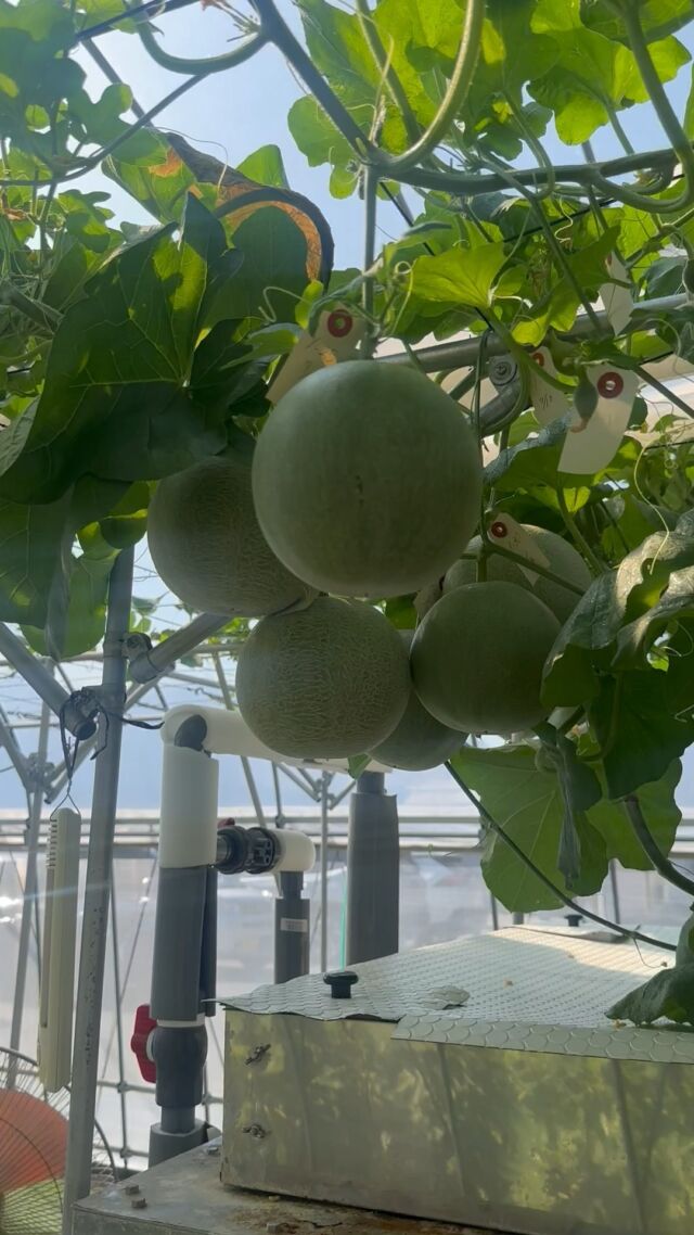 【#メロン が成長しています🍈💗】

メロン部のみんなが愛情込めて大切に育てているメロンが少しずつ大きくなっています！

8月20日(火)
町田式水耕栽培によるメロン栽培について学ぶことができる#オープンキャンパス 開催🍈✨
メロン部 #部長 が解説もする予定です！！

【開催日】
日程：8月20日(火)
時間：10:00-12:30(受付開始9:00-）
場所：中央農業大学校
　　　群馬県前橋市南町2-31-1

お気軽にご参加ください！！

#中央農業大学校
#群馬県
#前橋市
#専門学校
#学生
#農業
#スマート農業
#農業男子
#農業女子
#メロン