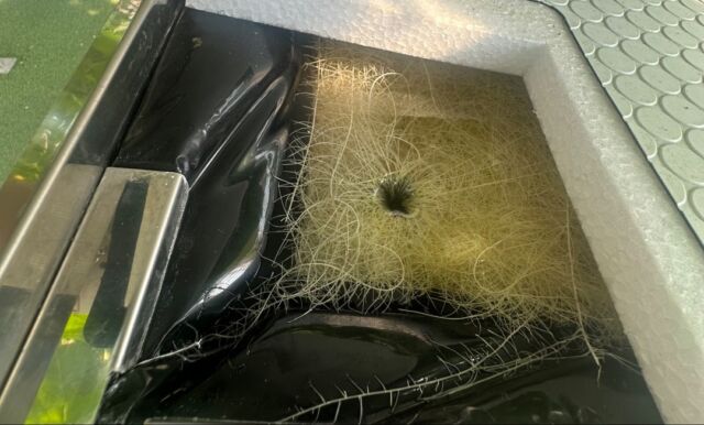 【これは何でしょうか？】

見たことありますか？

これは本校で育てている町田式メロン水耕栽培の根の部分です🍈💗

この栽培方法の特長は、中央から流れ出た液肥が、槽内の内壁にぶつかった後で対流を伴いながら四隅から排液されるところです😊

根が放射状に理想的な方向で成育し、液のよどみが生じないので、根の健康も保たれます🍈

もしよろしければ見に来てね！

#中央農業大学校
#群馬県
#前橋市
#専門学校
#学生
#農業
#スマート農業
#農業男子
#農業女子
#メロン