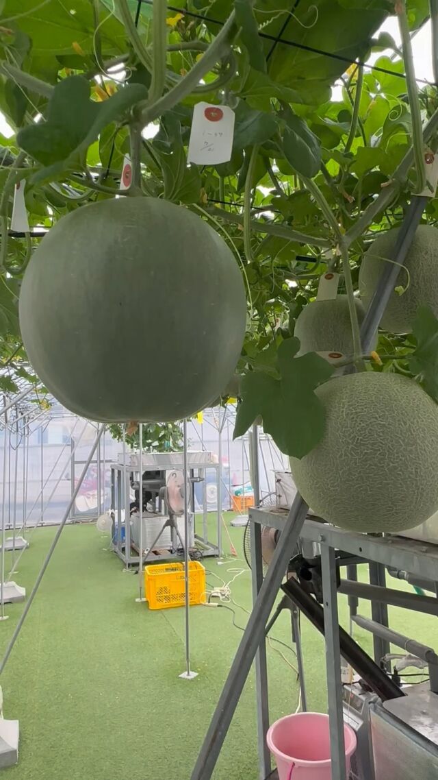 【メロンに網目が出来始めました！🍈】
メロンに網目が出来る理由を知ってますか😊？

メロンは成長していく過程で、果肉が果皮よりも大きくなるスピードが速いため、果皮が成長に追いつけずヒビが入ります🍈💗

このヒビをふさごうとしてできたコルク層が網目になります🥰

◆オープンキャンパスのお知らせ

8月20日(火)町田式水耕栽培によるメロン栽培について学ぶことができる#オープンキャンパス を開催🍈✨

メロン部 #部長 が栽培方法を解説する予定です！！

【開催日】
日程：8月20日(火)
時間：10:00-12:30(受付開始9:00-）
場所：中央農業大学校
　　　群馬県前橋市南町2-31-1

お気軽にご参加ください！！

#中央農業大学校
#群馬県
#前橋市
#専門学校
#学生
#農業
#スマート農業
#農業男子
#農業女子
#メロン