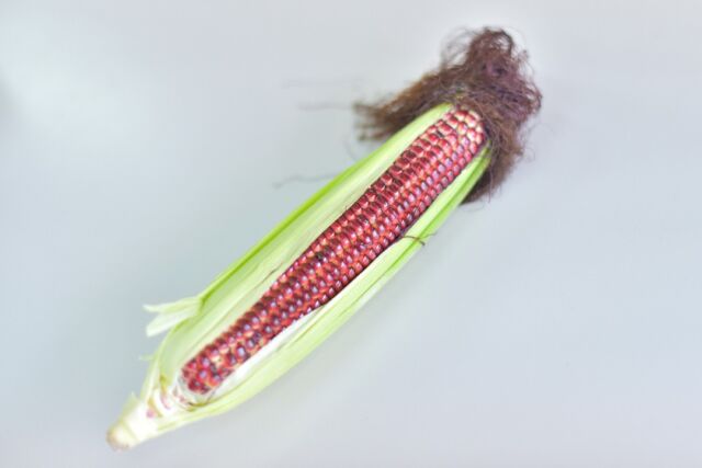 【美肌に効果的🌽‼ 赤いトウモロコシって知ってる！？】

赤いトウモロコシを２年生が卒業研究で作っています😊✨

この赤いトウモロコシの名前は、「大和ルージュ」！！
トウモロコシの実だけではなく、芯やヒゲまで赤いのが特徴です🥰

大和ルージュには一般的なトウモロコシにはない、アントシアニンが豊富に含まれていて、抗酸化力もあります🌽！

アントシアニン・・・ブルーベリーやナスなどに含まれるポリフェノールの一種の青紫色の天然色素。目を回復させるともに、美しいお肌に欠かせない、コラーゲンの生成まで促進することができます。

#中央農業大学校
#群馬県
#前橋市
#専門学校
#学生
#農業
#スマート農業
#農業男子
#農業女子
#トウモロコシ
#大和ルージュ