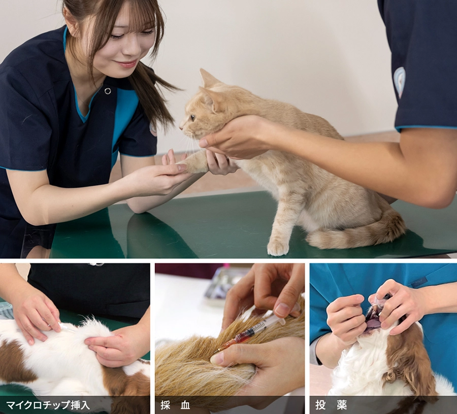 国家資格『愛玩動物看護師』>取得を目指す