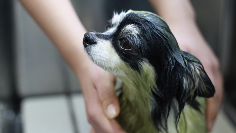 県内唯一のペットエステ国際基準認定校。スペシャリストのエステ資格が取得可能！