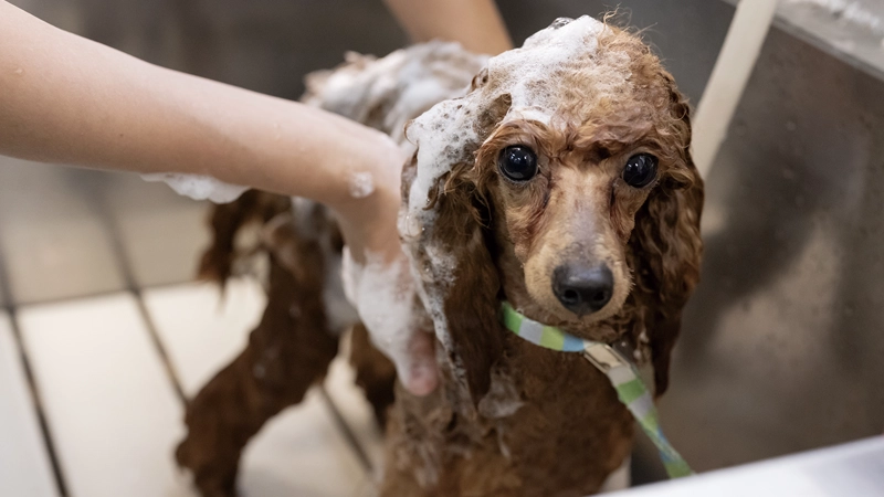 トリマー資格も取得可能！愛玩動物看護士とWで身につけるトリミング技術。
