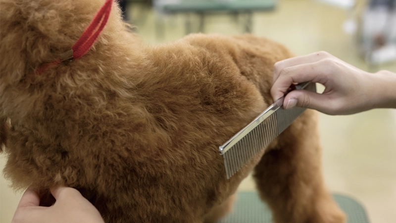 トリマー資格も取得可能！愛玩動物看護士とWで身につけるトリミング技術。