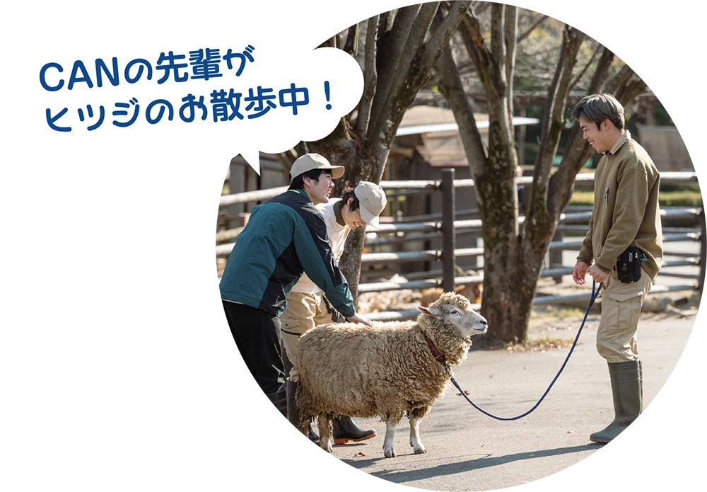 CANの先輩がヒツジのお散歩中！
