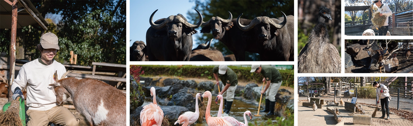 サファリエリア