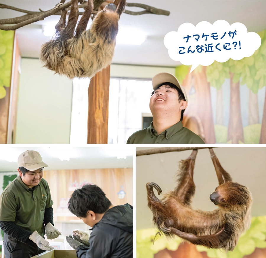 ふしぎの動物の森