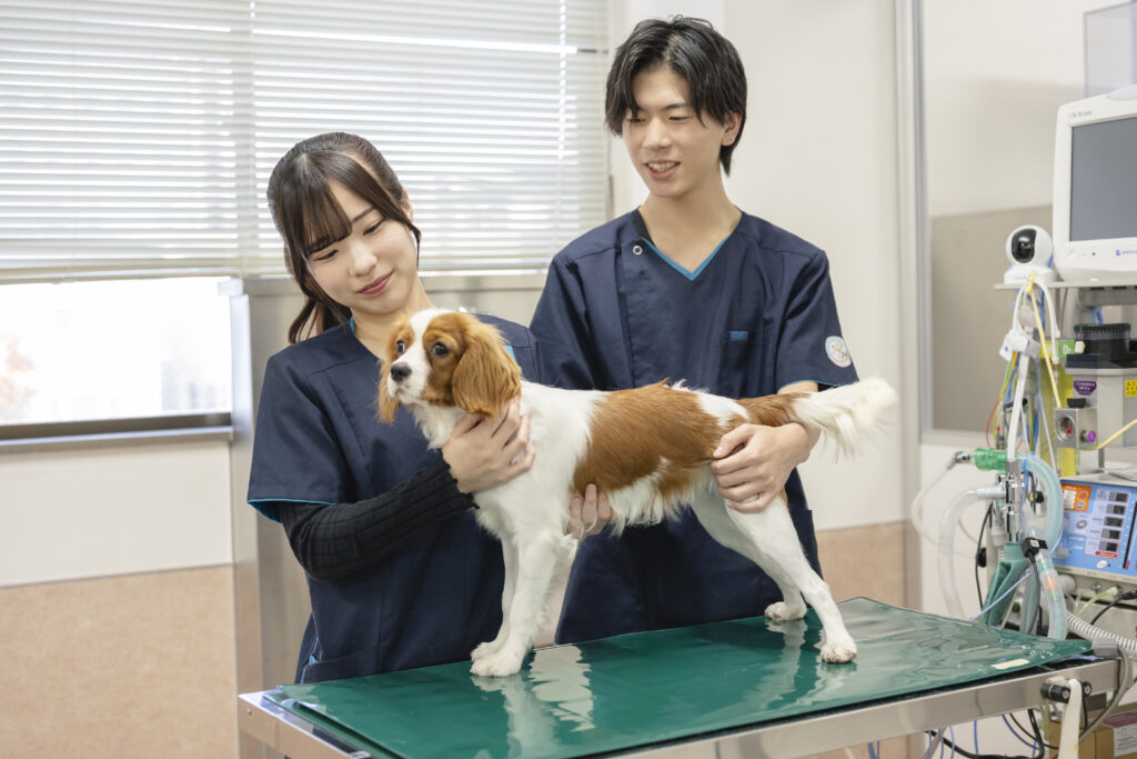 愛玩動物看護師を目指す動物看護学科の学生